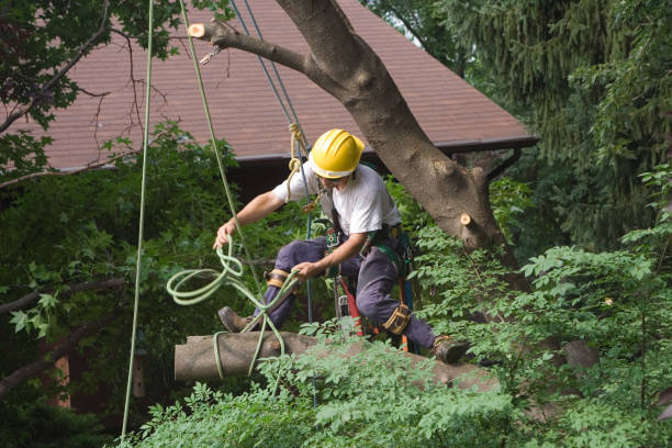 Landscape Design and Installation in University Of Virginia, VA